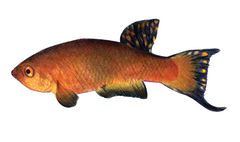 Rachovia brevis imagen 01.jpg