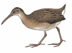 Rallus wetmorei imagen 01.jpg