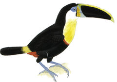 Ramphastos citreolaemus imagen 01.jpg