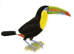 Ramphastos sulfuratus imagen 01.jpg