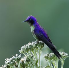 Ramphomicron microrhynchum imagen 01.jpg