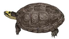 Rhinoclemmys diademata imagen 01.jpg