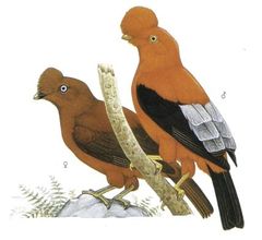 Rupicola peruvianus imagen 01.jpg