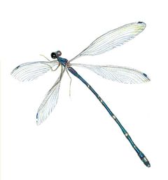 Sciotropis cyclanthorum imagen 01.jpg