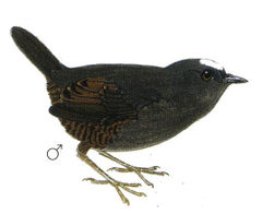 Scytalopus atratus imagen 01.jpg