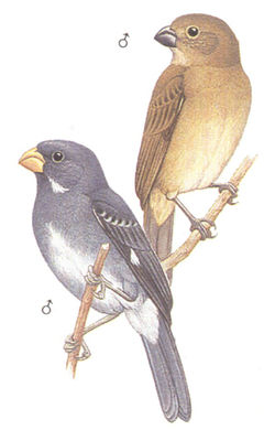 Sporophila schistacea imagen 01.jpg