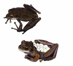 Stefania riveroi imagen 01.jpg