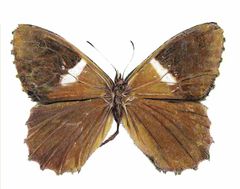 Steromapedaliodes albarregas imagen 01.jpg