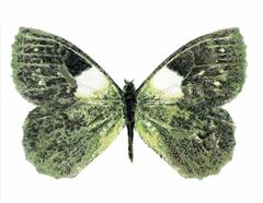 Steromapedaliodes sanchezi imagen 01.jpg