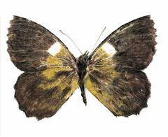 Steromapedaliodes schuberti imagen 01.jpg