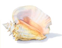 Strombus gigas imagen 01.jpg