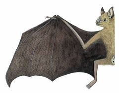 Sturnira aratathomasi imagen 01.jpg