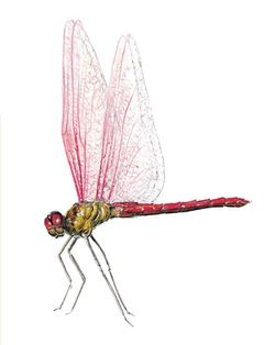 Sympetrum evanescens imagen 01.jpg