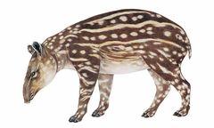 Tapirus terrestris imagen 01.jpg