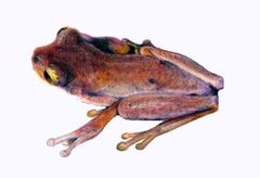 Tepuihyla rimarum imagen 01.jpg