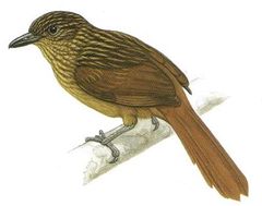 Thripadectes holostictus imagen 01.jpg