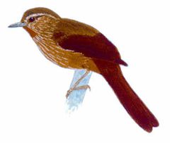 Thripophaga cherriei imagen 01.jpg