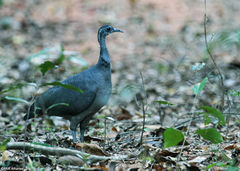 Tinamus tao imagen 01.jpg