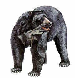 Tremarctos ornatus imagen 01.jpg