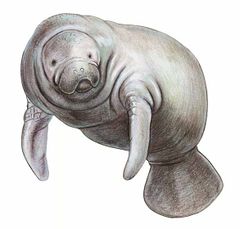 Trichechus manatus imagen 01.jpg