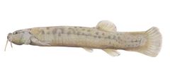 Trichomycterus meridae imagen 01.jpg
