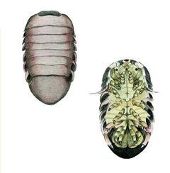 Zulialana coalescens imagen 01.jpg