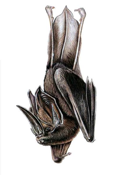 Archivo:Lonchorhina fernandezi imagen 01.jpg