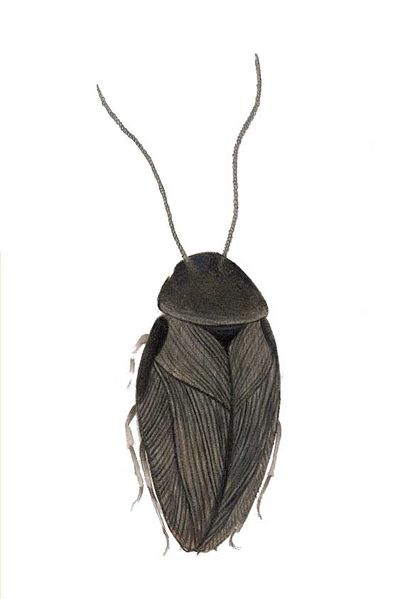 Archivo:Paranocticola venezuelana imagen 01.jpg