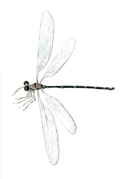 Archivo:Philogenia polyxena imagen 01.jpg