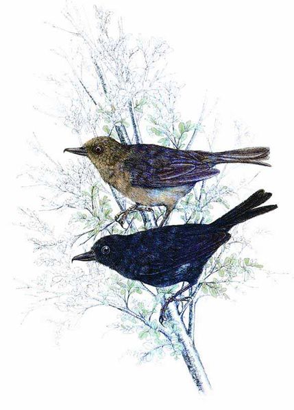 Archivo:Diglossa venezuelensis imagen 01.jpg