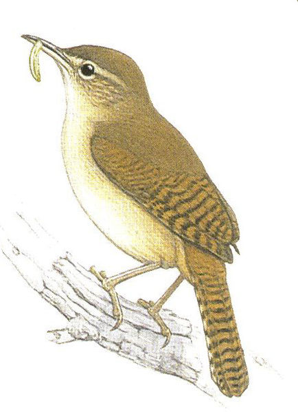 Archivo:Troglodytes aedon imagen 01.jpg