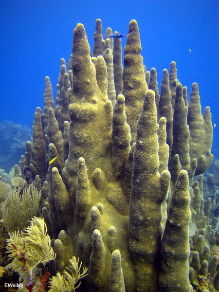 Archivo:Dendrogyra cylindrus imagen 01.jpg