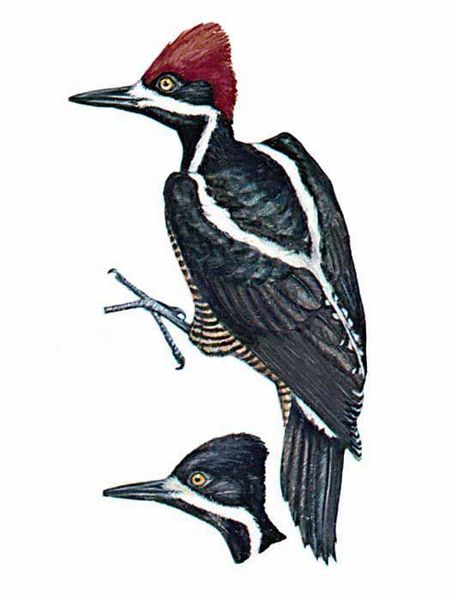 Archivo:Campephilus pollens imagen 01.jpg