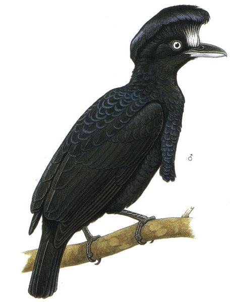 Archivo:Cephalopterus ornatus imagen 01.jpg