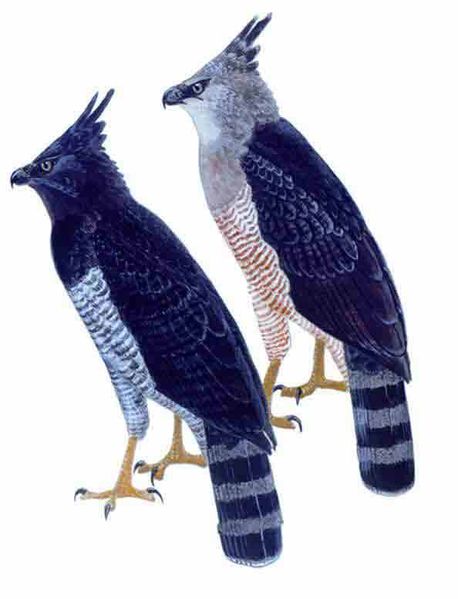 Archivo:Morphnus guianensis imagen 01.jpg