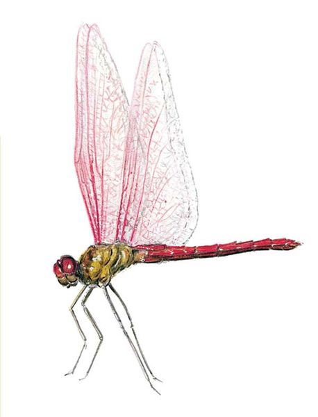 Archivo:Sympetrum evanescens imagen 01.jpg