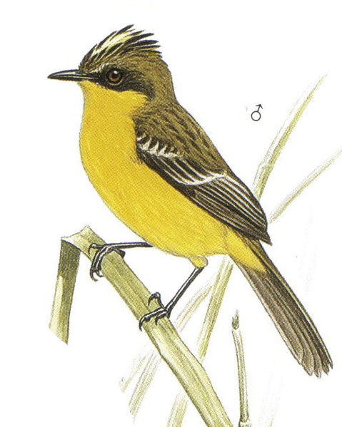 Archivo:Pseudocolopteryx sclateri imagen 01.jpg