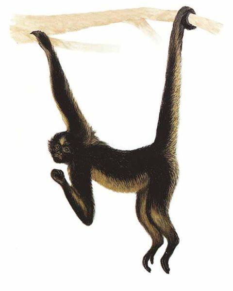 Archivo:Ateles belzebuth imagen 01.jpg