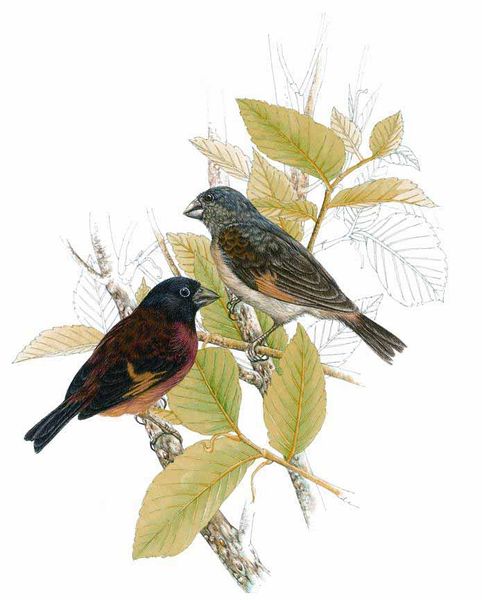 Archivo:Carduelis cucullata imagen 01.jpg