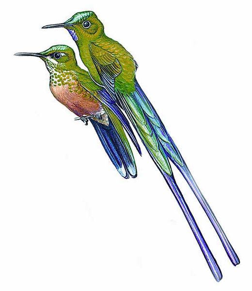 Archivo:Aglaiocercus berlepschi imagen 01.jpg