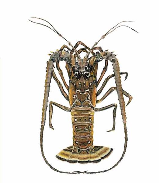 Archivo:Panulirus argus imagen 01.jpg