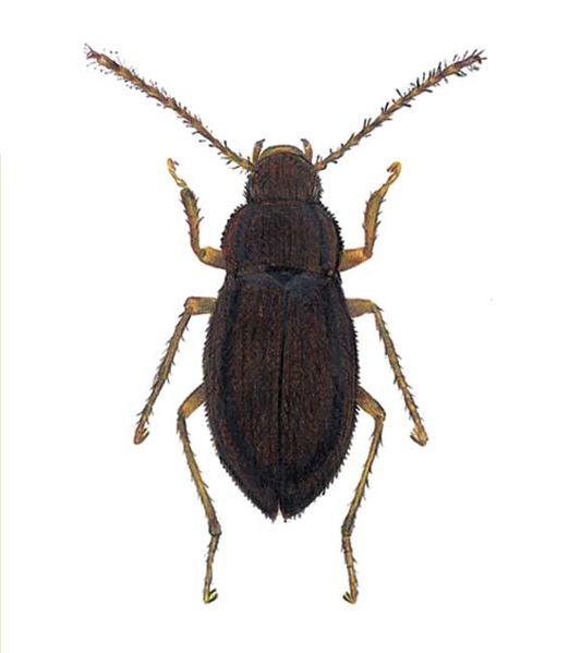 Archivo:Neotropospeonella decui imagen 01.jpg