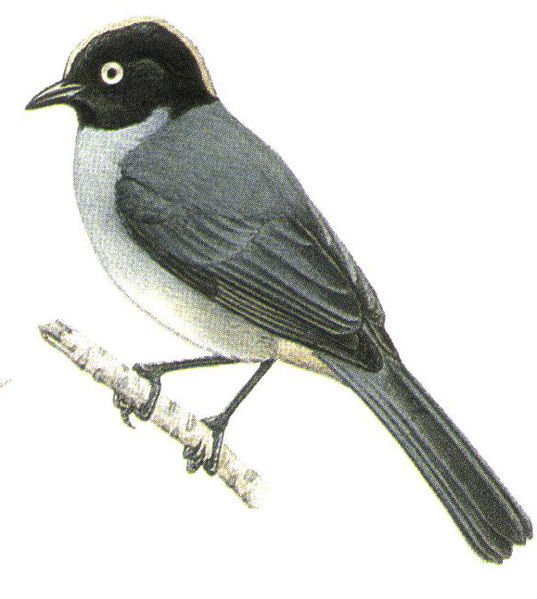 Archivo:Hemispingus verticalis imagen 01.jpg