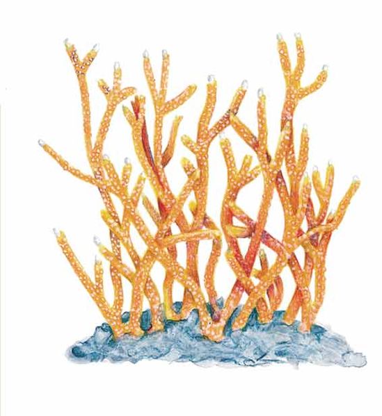 Archivo:Acropora cervicornis imagen 01.jpg