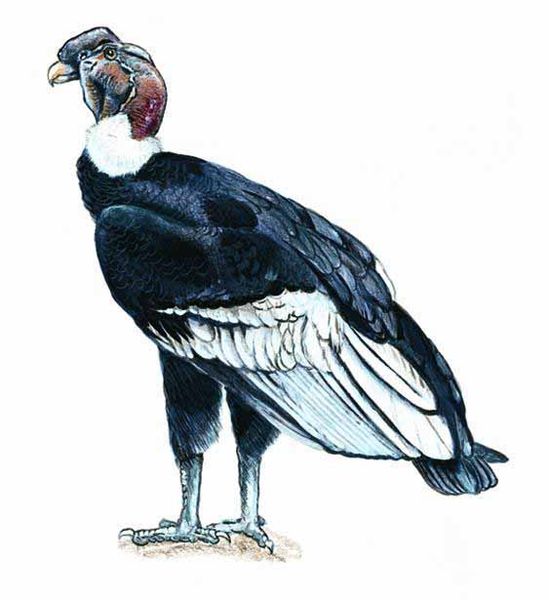 Archivo:Vultur gryphus imagen 01.jpg