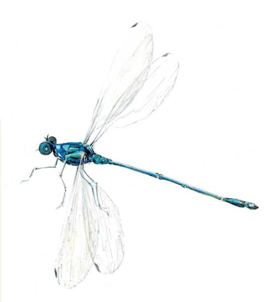 Archivo:Sciotropis lattkei imagen 01.jpg