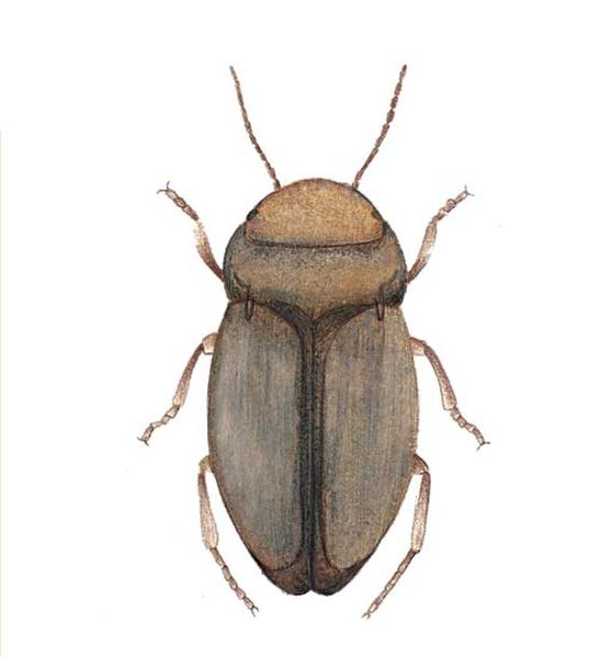 Archivo:Trogloguignotus concii imagen 01.jpg