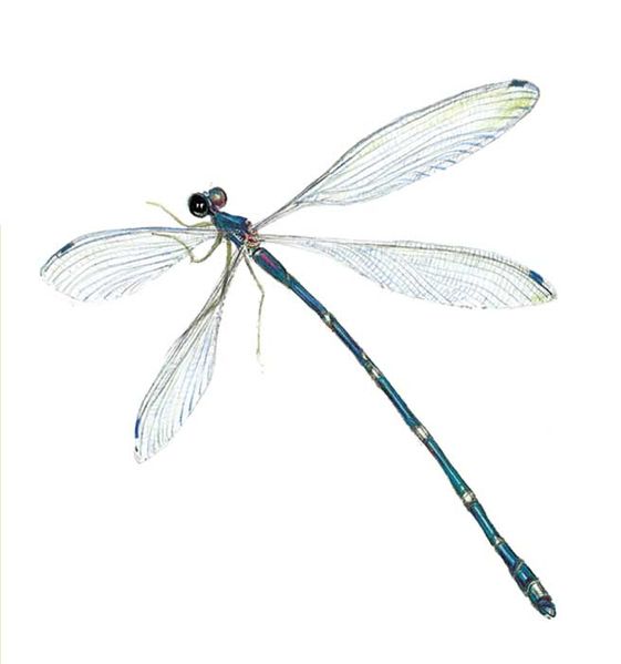 Archivo:Sciotropis cyclanthorum imagen 01.jpg