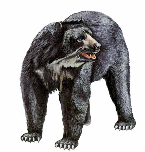 Archivo:Tremarctos ornatus imagen 01.jpg