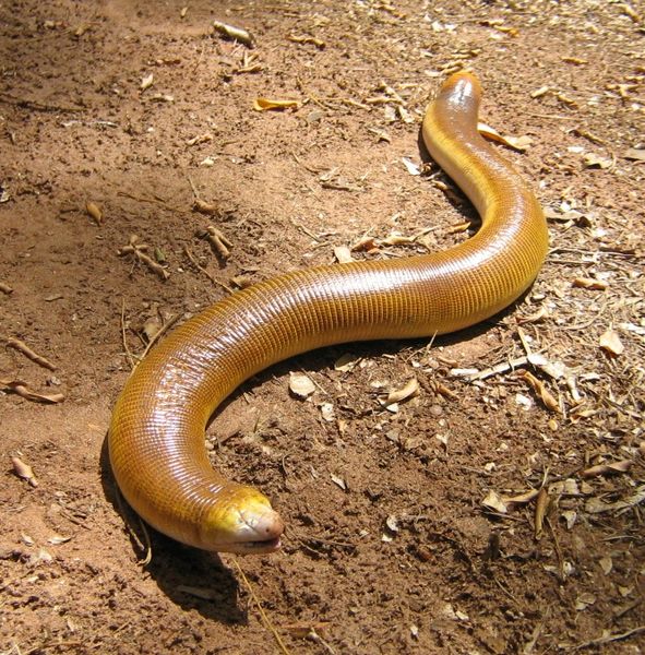 Archivo:Amphisbaena alba imagen 01.jpg